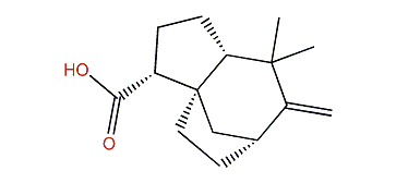 6,6-Dimethyl-7-methylenetricyclo-[6.2.1.01,5]undecane-2-carboxylic acid